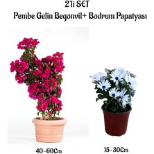 Serada Decor Plant Pembe Renk Gelin Begonvil+Beyaz Bodrum Papatyası 2'li Peyzaj Seti