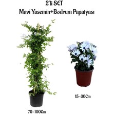 Serada Decor Plant Mavi Yasemin Çiçeği+Beyaz Bodrum Papatyası Çiçeği 2'li Peyzaj Seti