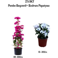 Serada Decor Plant Pembe Renk Begonvil Fidanı+Beyaz Renk Bodrum Papatyası 2'li Set Peyzaj Bitkileri