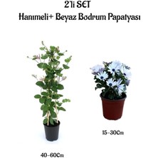 Serada Decor Plant Mis Kokulu Hanımeli Çiçeği +Beyaz Bodrum Papatyası 2'li Bahçe Peyzaj Seti