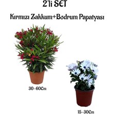 Serada Decor Plant Kırmızı Renk Zakkum Fidanı+Bodrum Papatyası 2'li Bahçe Peyzaj Seti