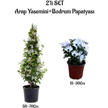 Serada Decor Plant Hoş Kokulu Arap Yasemini +Beyaz Bodrum Papatyası 2'li Bahçe Peyzaj Seti