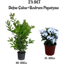 Serada Decor Plant Kokulu Defne Çalısı Fidanı+Beyaz Bodrum Papatyası 2'li Bahçe Peyzaj Seti