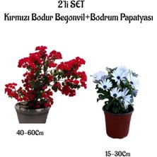 Serada Decor Plant Kırmızı Renk Bodur Begonvil+Beyaz Bodrum Papatyası 2'li Bahçe Peyzaj Seti