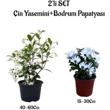 Serada Decor Plant Yoğun Kokulu Çin Yasemini +Beyaz Bodrum Papatyası 2'li Bahçe Peyzaj Seti