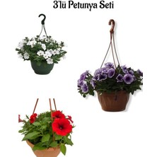 Serada Decor Plant Harika Renleriyle Beyaz+Mor+Kırmızı Renk Petunya Çiçeği (15-30CM) 3'lü Bahçe Peyzaj Seti