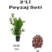 Serada Decor Plant 2'li Peyzaj Seti Defne Çalısı Fidanı+ Curf
