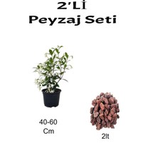 Serada Decor Plant 2'li Peyzaj Seti Arapyasemini Çiçeği+ Curf
