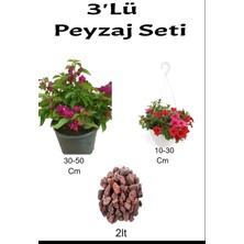 Serada Decor Plant 3'lü Peyzaj Seti Bodur Pembe Begonvil Kırmızı Petunya Çiçeği Curf