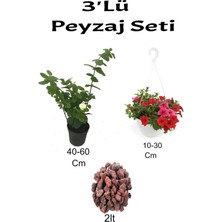 Serada Decor Plant 3'lü Peyzaj Seti Katmerli Ful Yasemin Kırmızı Petunya Çiçeği Curf