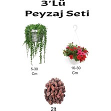 Serada Decor Plant 3'lü Peyzaj Seti Tesbih Bitkisi Kırmızı Petunya Çiçeği Curf
