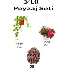 Serada Decor Plant 3'lü Peyzaj Seti Amerikan Sarmaşığı Kırmızı Petunya Çiçeği Curf