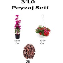Serada Decor Plant 3'lü Peyzaj Seti Pembe Begonvil Kırmızı Petunya Çiçeği Curf