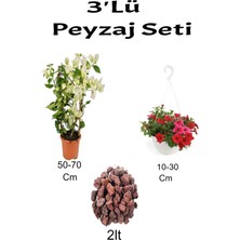 Serada Decor Plant 3'lü Peyzaj Seti Beyaz Begonvil Kırmızı Petunya Çiçeği Curf