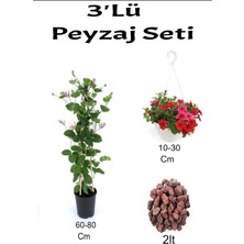 Serada Decor Plant 3'lü Peyzaj Seti Hanımeli Çiçeği Kırmızı Petunya Çiçeği Curf