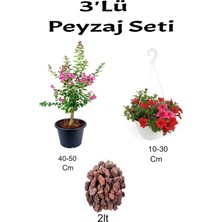 Serada Decor Plant 3'lü Peyzaj Seti Pembe Oya Ağacı Kırmızı Petunya Çiçeği Curf