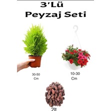 Serada Decor Plant 3'lü Peyzaj Seti Limoni Servi Fidanı Kırmızı Petunya Çiçeği Curf