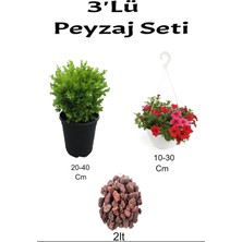 Serada Decor Plant 3'lü Peyzaj Seti Şimşir Kırmızı Petunya Çiçeği Curf