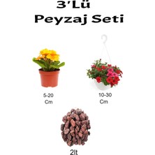 Serada Decor Plant 3'lü Peyzaj Seti Sarı Çuha Kırmızı Petunya Çiçeği Curf