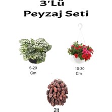 Serada Decor Plant 3'lü Peyzaj Seti Beyaz Hostes Petunya Çiçeği Curf