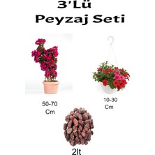 Serada Decor Plant 3'lü Peyzaj Seti Pembe Begonvil Kırmızı Petunya Çiçeği Curf
