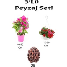 Serada Decor Plant 3'lü Peyzaj Seti Bodur Pembe Begonvil Kırmızı Petunya Çiçeği Curf