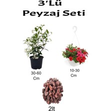 Serada Decor Plant 3'lü Peyzaj Seti Arap Yasemin Çiçeği Kırmızı Petunya Çiçeği Curf