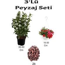 Serada Decor Plant 3'lü Peyzaj Seti Viburnum Fidanı Kırmızı Petunya Çiçeği Curf