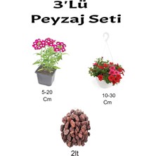 Serada Decor Plant 3'lü Peyzaj Seti Mor Mine Kırmızı Petunya Çiçeği Curf