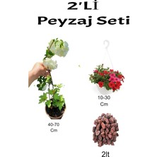 Serada Decor Plant 3'lü Peyzaj Seti Kartopu Çiçeği Kırmızı Petunya Çiçeği Curf