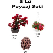 Serada Decor Plant 3'lü Peyzaj Seti Kırmızı Bodur Begonvil Kırmızı Petunya Çiçeği Curf