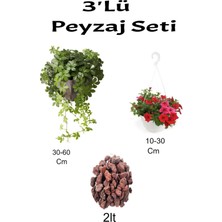Serada Decor Plant 3'lü Peyzaj Seti Duvar Sarmaşığı Kırmızı Petunya Çiçeği Curf