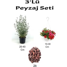 Serada Decor Plant 3'lü Peyzaj Seti Zeytin Çalısı Kırmızı Petunya Çiçeği Curf