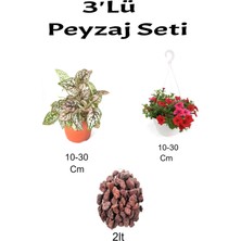 Serada Decor Plant 3'lü Peyzaj Seti Pembe Hostes Kırmızı Petunya Çiçeği Curf