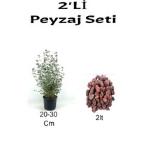 Serada Decor Plant 2'li Peyzaj Seti Zeytin Çalısı Fidanı + Curf