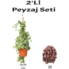 Serada Decor Plant 2'li Peyzaj Seti Hedera Helix Sarmaşığı + Curf