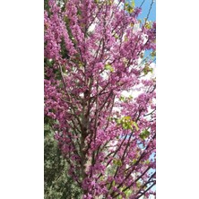 Bahçevilya 3 Adet Tüplü Erguvan Ağacı (Cercis Siliquastrum) Fidanı (50*80 cm Boy Tüplü]