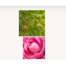 Loccıtane Rose Hand Cream - Gül El Kremi 150ml