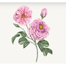 Loccıtane Rose Hand Cream - Gül El Kremi 150ml