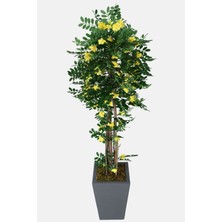 Yapay Çiçek Deposu Yapay Sibirya Bezelye Ağacı Caragana Arborescens 180 cm