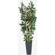 Yapay Çiçek Deposu Yapay Benjamin Ağacı 155 cm 4lü Bambu Gövdeli Yeşil (Ahşap Antrasit Saksı)