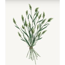L'Occitanee Herbae Iris Pallida - Herbae Iris Duş Jeli 250 ml
