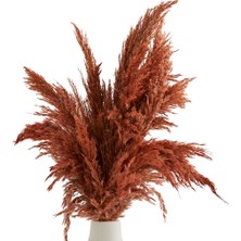 Doğtaş Kiremit Pampas