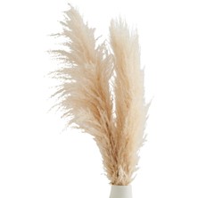 Doğtaş Pamuklu Pampas