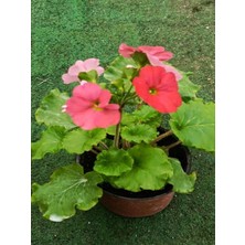 Serada Decor Plant Videolu Kırmızı Onbir Ay Çiçeği (15 25 Cm)1 Adet Saksılı Ev / Ofis Bitkisi Primula Obconica
