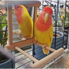 Shanhua Shop B Tarzı 1 Adet Pet Kuş Ayna Ahşap Oyun Oyuncak Levrek ile Papağan Muhabbet Kuşları Parakeet Cockatiel Conure Finch Lovebird Kuşlar Aksesuarlar (Yurt Dışından)