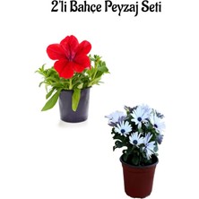 Serada Decor Plant Beya Bodrum Papatyası(20-40 Cm) Kırmızı Petunya Çiçeği (5-15 Cm)