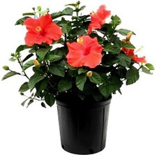 Serada Decor Plant Kırmızı Renkli Japon Gülü (20-30 cm) 1 Adet Saksılı / Tüplü Dış Mekan Bitkisi