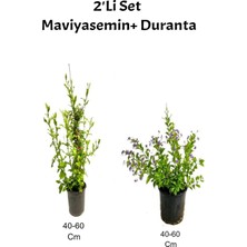 Bitkim Sende Mis Kokulu Mavi Yasemin +Mor Duranta Dış Mekan Bitkisi