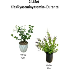 Serada Decor Plant Klasik Yasemin (Izmir Yasemini)+Mor Çiçekli Duranta Dış Mekan Bitkisi